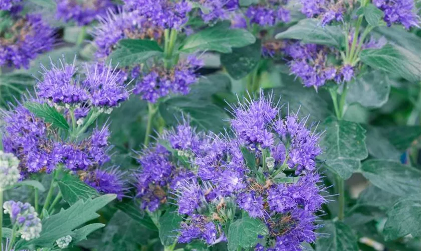 Caryopteris clandonensis 'Kew Blue'