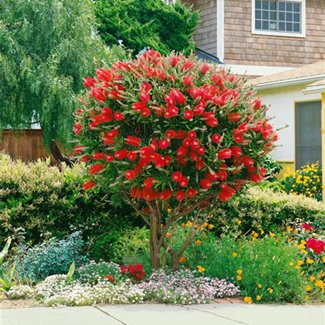 Callistemon citrinus 'Splendens', Stamm