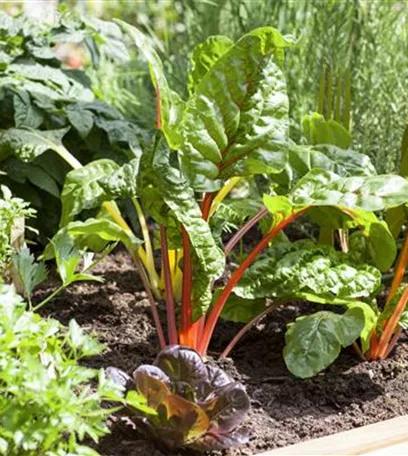 Frisches und leckeres Gemüse aus dem eigenen Garten