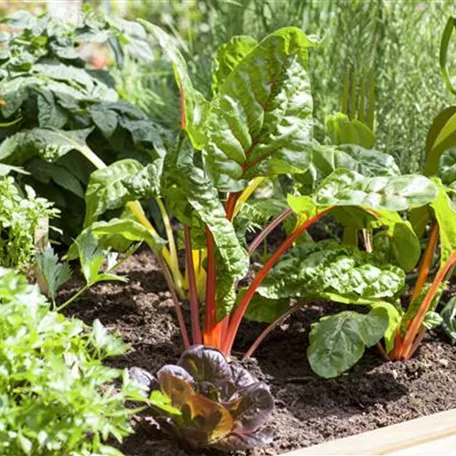 Frisches und leckeres Gemüse aus dem eigenen Garten