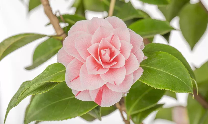 Camellia japonica 'Bonomiana'