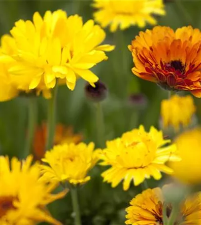 Der ganz große Stil im Garten - eine Anleitung für Menschen mit Liebe zu Effekten