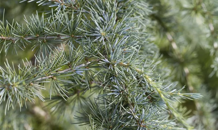 Cedrus deodara 'Cream Puff'