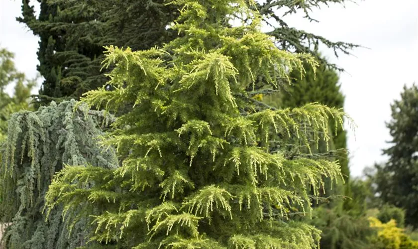 Cedrus deodara 'Kelly Gold'