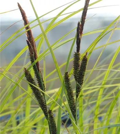 Auf die Feinheiten kommt es an: wie Gräser den Garten aufwerten