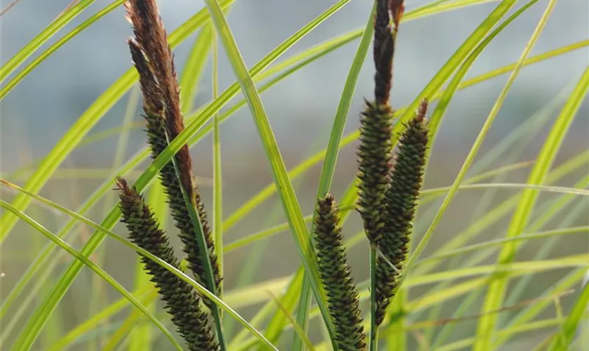 Carex acuta