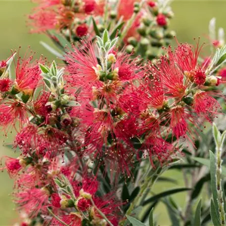 Callistemon 'Masotti'