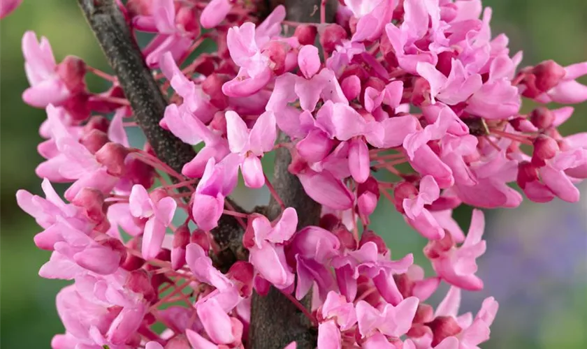 Judasbaum 'Appalachian Red'