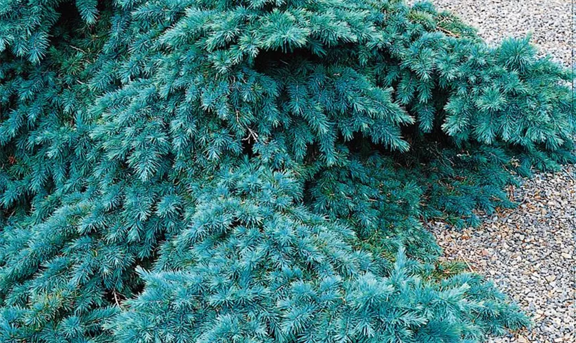 Cedrus deodara 'Divinely Blue'