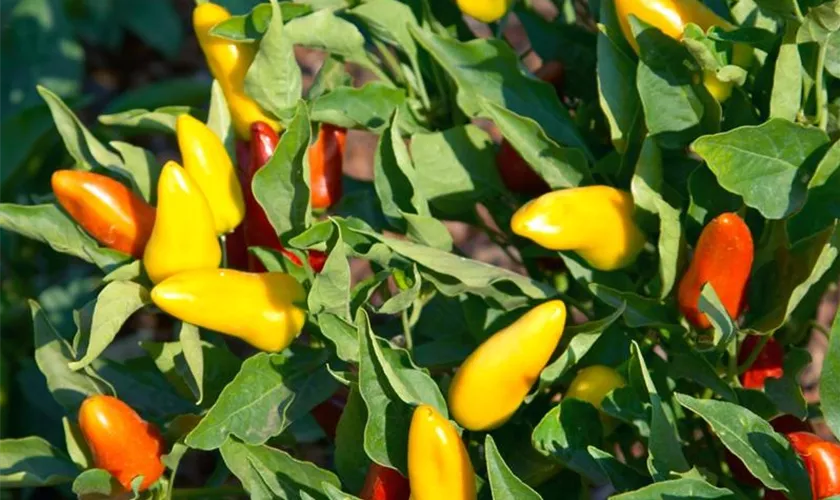 Capsicum annuum 'Fresno'