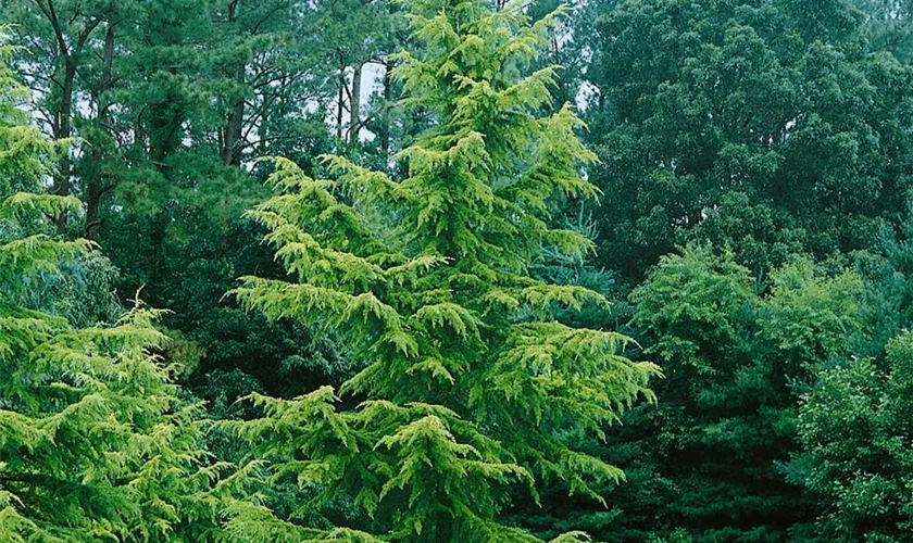 Cedrus deodara 'Eiswinter'