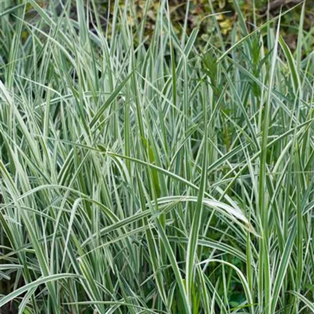 Carex acutiformis 'Gracillimus'