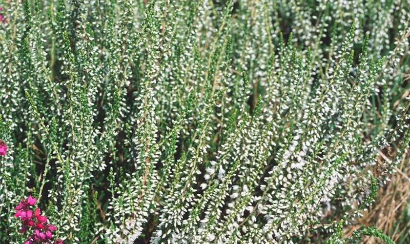 Calluna vulgaris 'Elegant Pearl'