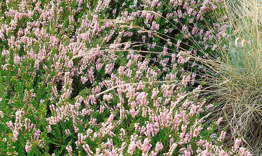 Calluna vulgaris 'Radnor'