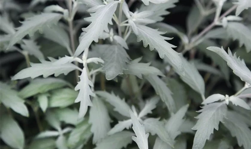 Caryopteris clandonensis 'Sterling Silver'