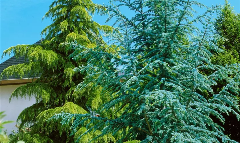 Cedrus deodara 'Glauca'