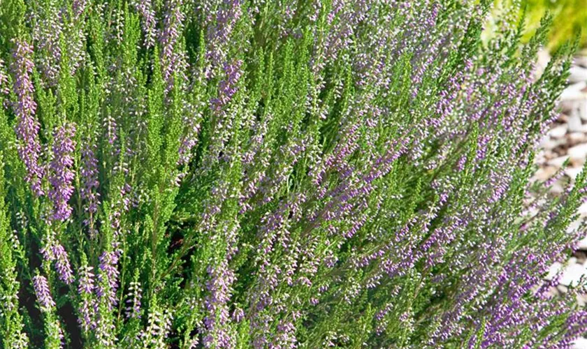 Calluna vulgaris 'Ralph Purnell'