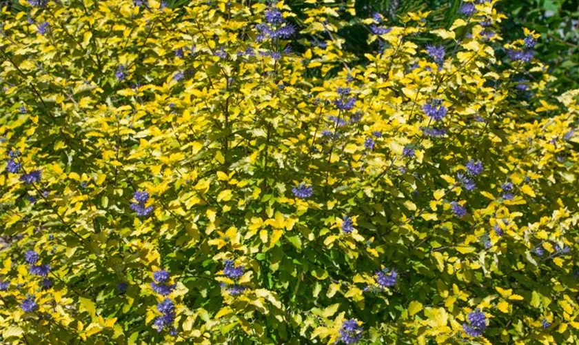 Caryopteris clandonensis 'Sunny Blue'