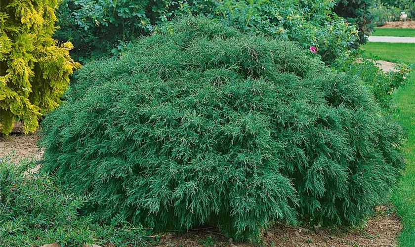 Chamaecyparis lawsoniana 'Filiformis'