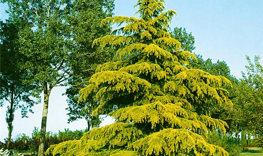 Cedrus deodara 'Gold Mound'