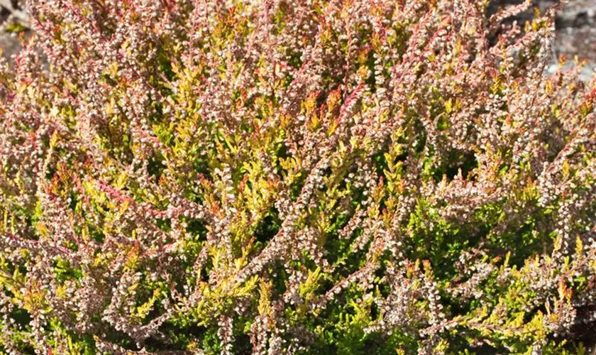 Calluna vulgaris 'Red Haze'