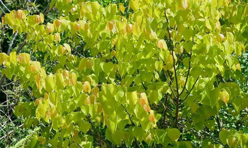 Cercis canadensis 'Hearts of Gold'