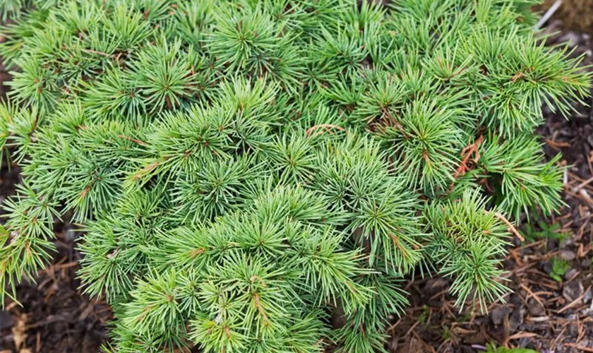 Cedrus deodara 'Golden Nugget'