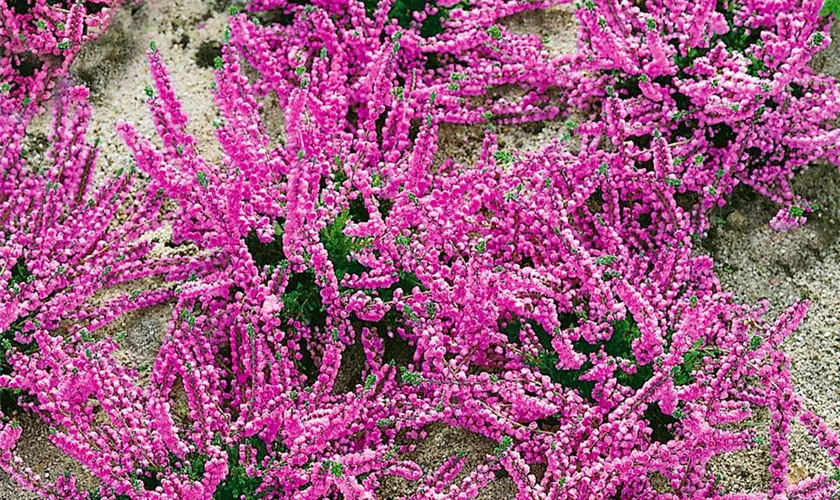 Calluna vulgaris 'Elsie Purnell'