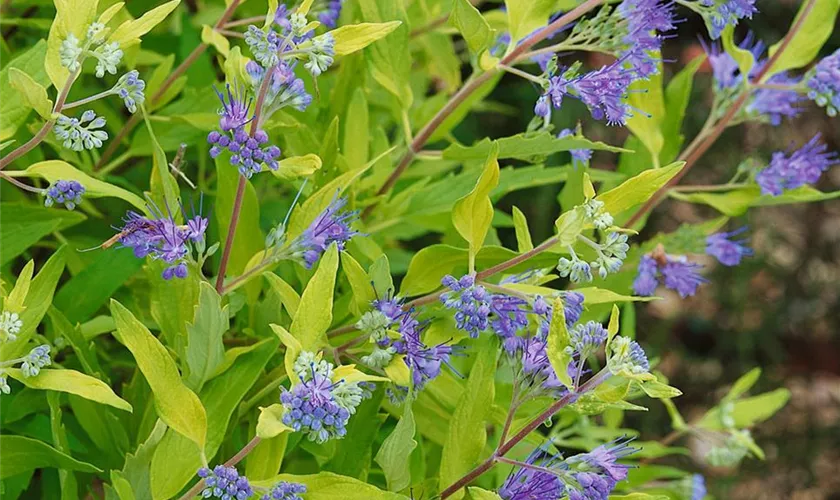 Caryopteris clandonensis 'Worchester Gold'