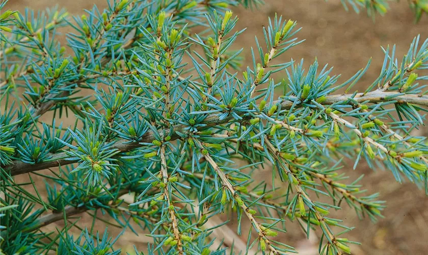 Cedrus deodara 'Karl Fuchs'