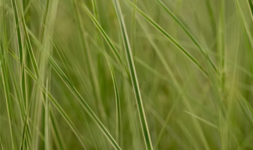 Carex brunnea 'Jubilo'