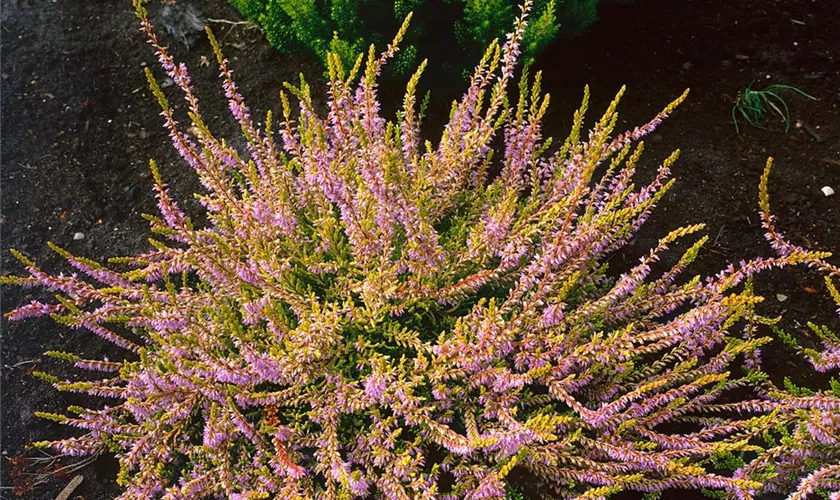 Calluna vulgaris 'Robert Chapman'