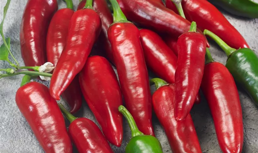 Capsicum annuum 'Hot Fajita'