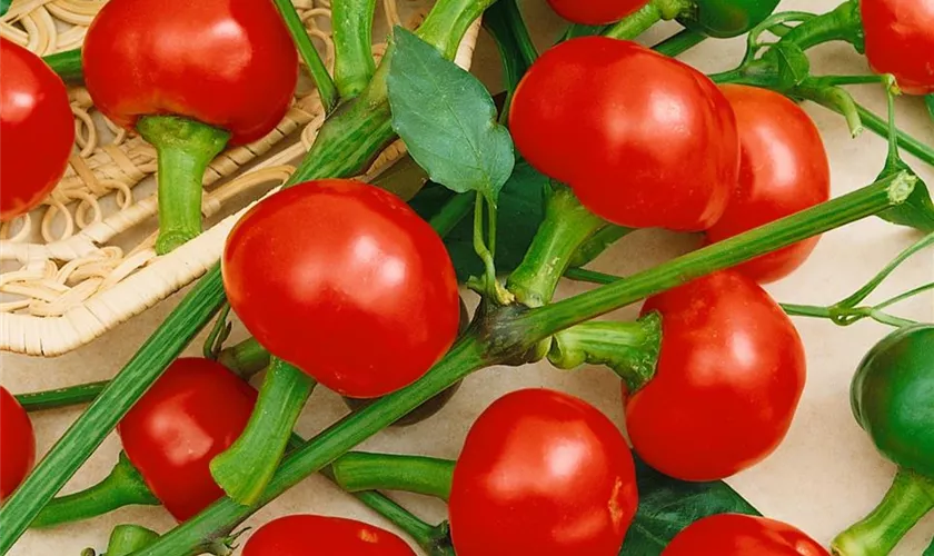 Capsicum annuum 'Hot Tomato'