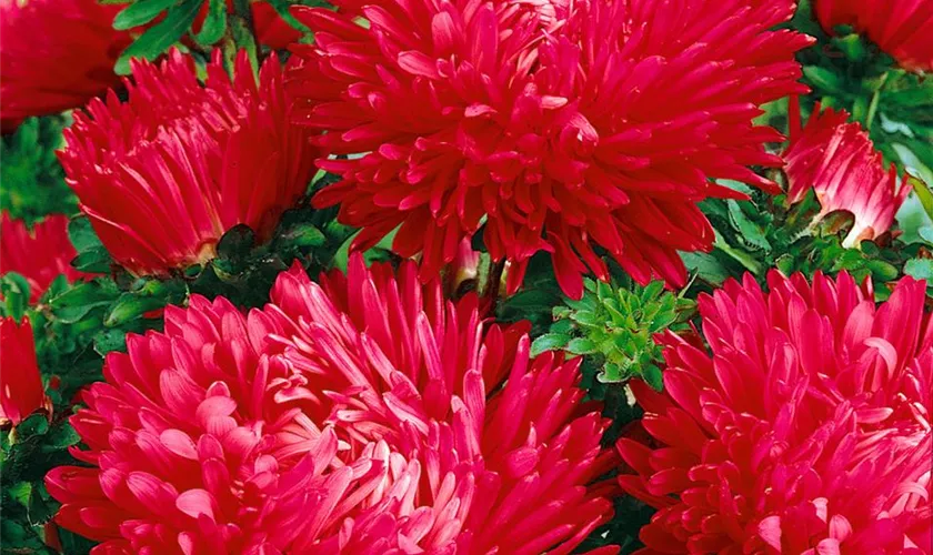 Rosen-Aster 'Leuchtfeuer'