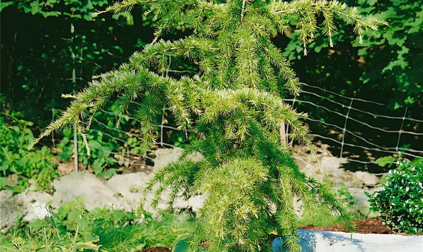 Cedrus deodara 'Miles High'