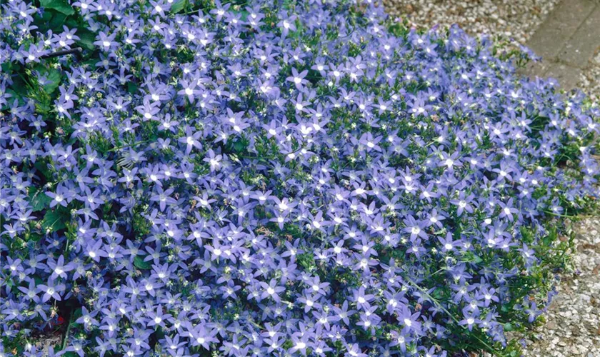 Garten-Hängepolster-Glockenblume 'Blue Waterfall'