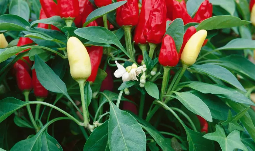 Capsicum annuum 'Hurricane'