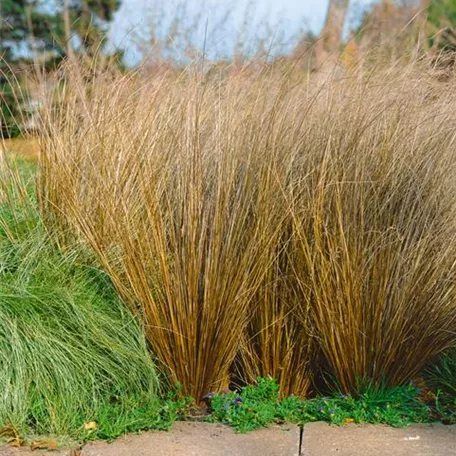 Gartensegge 'Red Rooster'