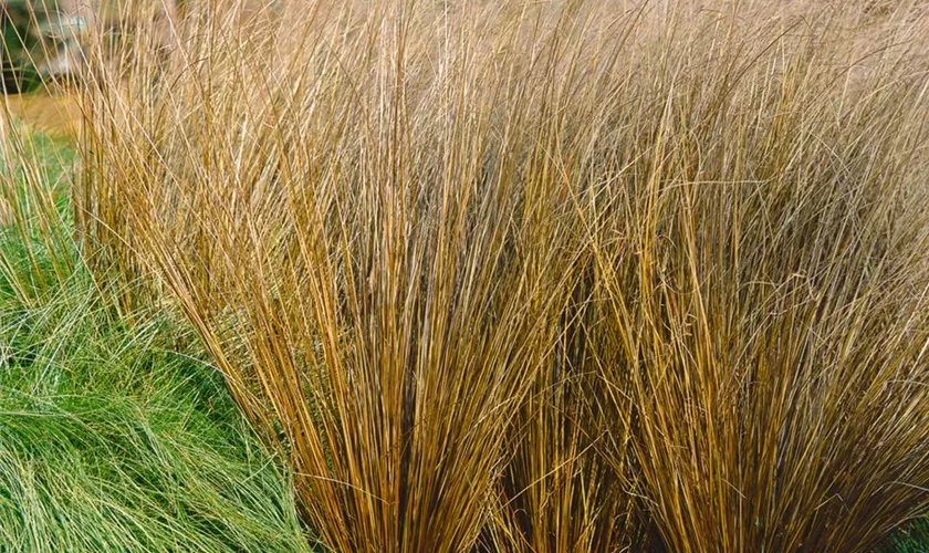 Carex buchananii 'Red Rooster'