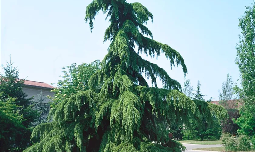 Hänge-Himalaya-Zeder 'Pendula'