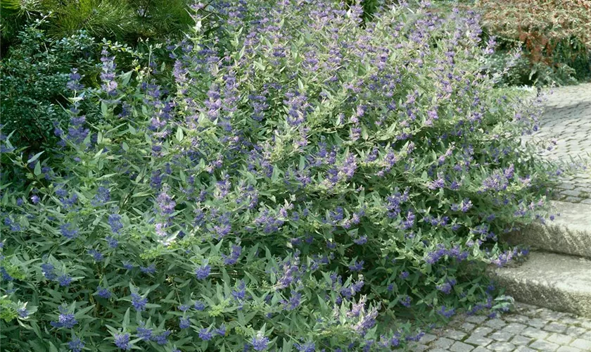 Caryopteris incana 'Cary'