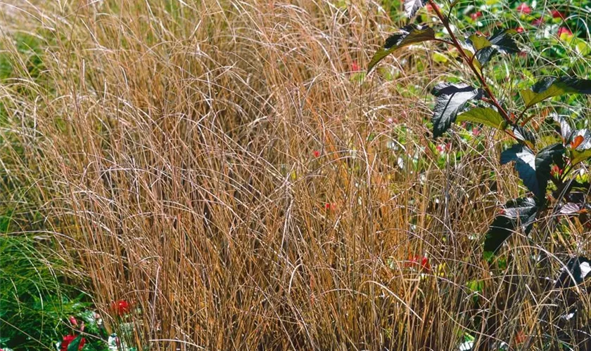 Carex buchananii 'Franks Hair'