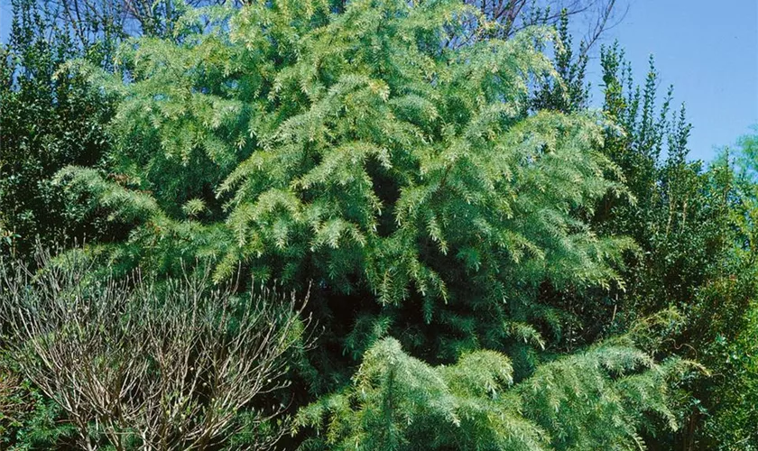 Cedrus deodara 'Repandens'