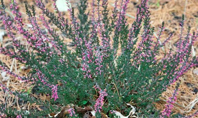 Calluna vulgaris 'Sabella'