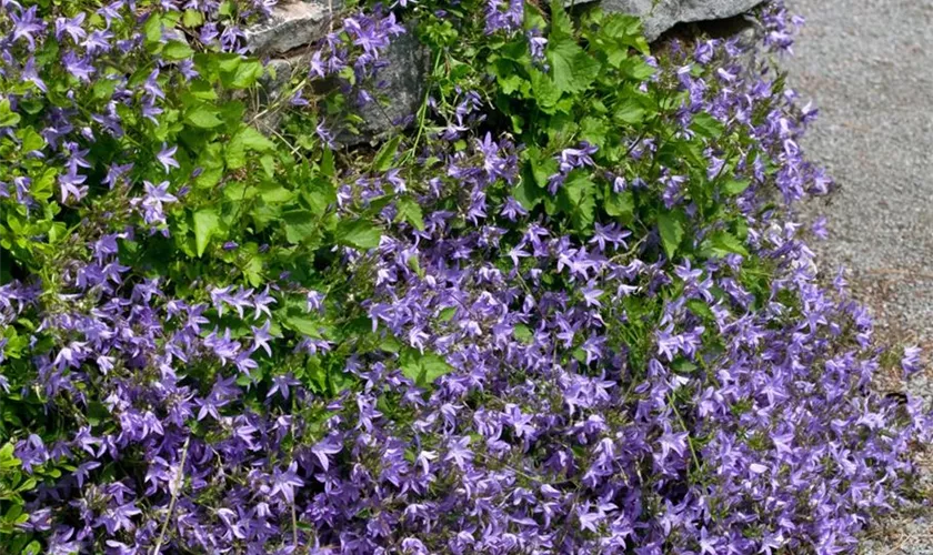 Garten-Hängepolster-Glockenblume 'Adansa Purple'