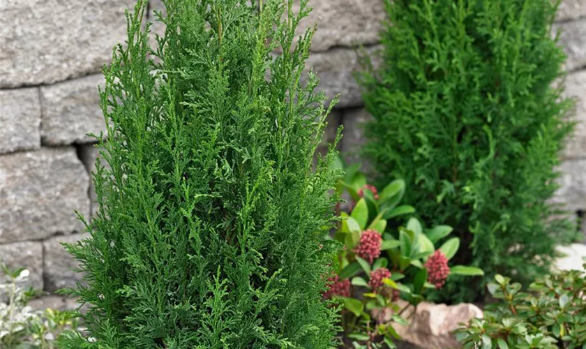 Chamaecyparis lawsoniana 'Erecta Filiformis Robusta'