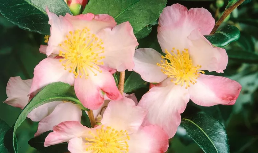 Camellia sasanqua 'Versicolor'