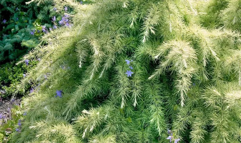 Cedrus deodara 'Silver Spring'