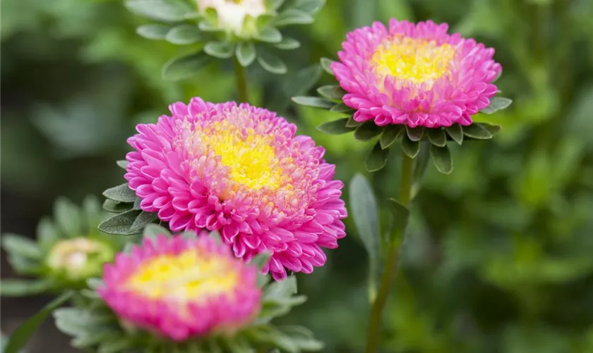 Gartenaster 'Pompon'